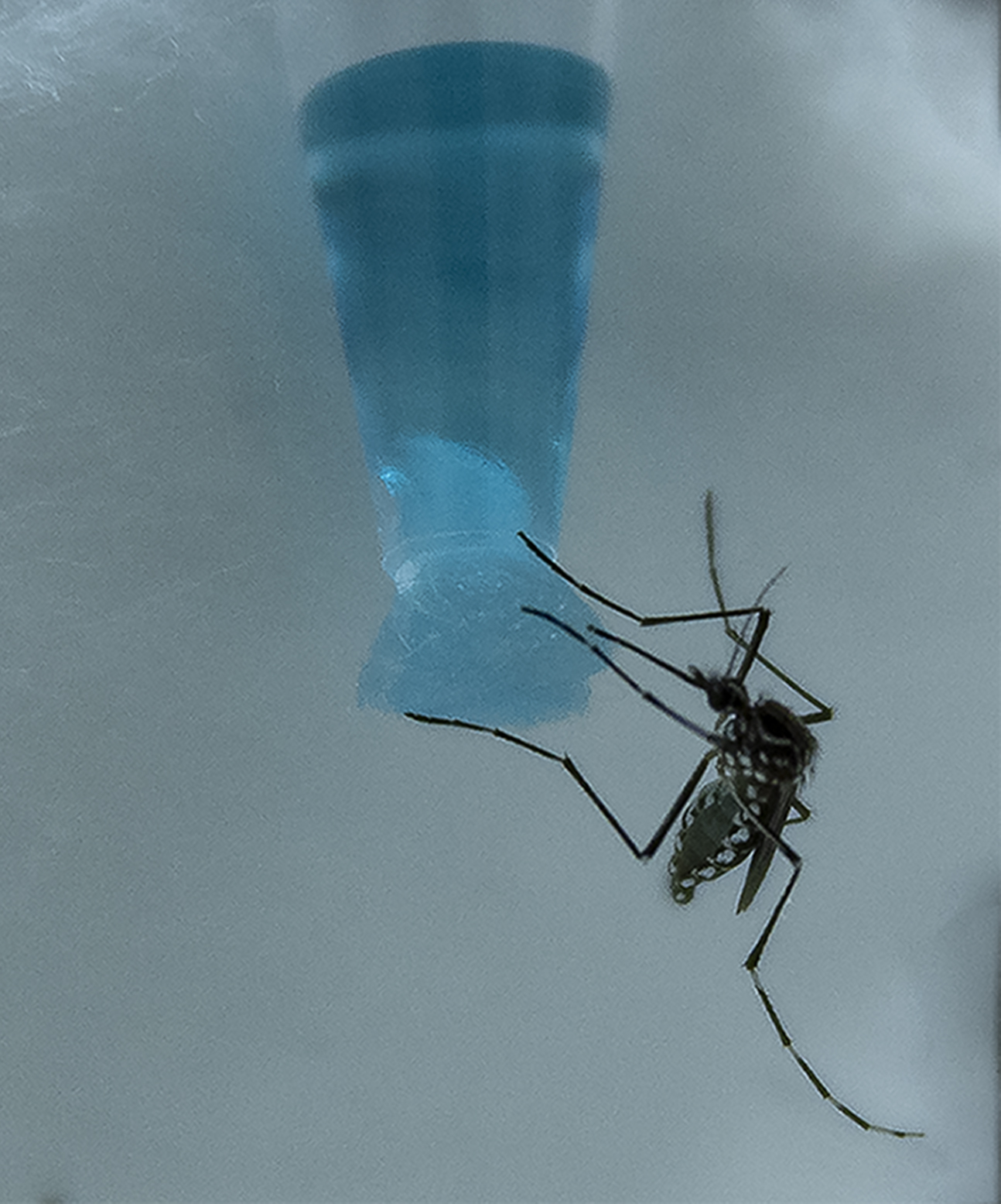 Aedes SugarBait
