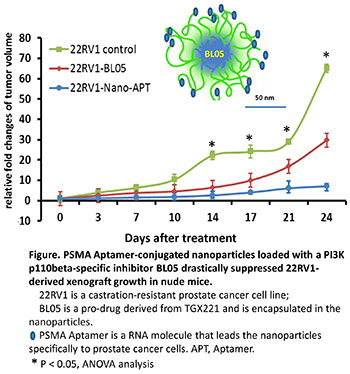 Figure. PSMA Aptamer-conjugated nanoparticles loaded with a PI3Kp110beta-specific inhibitor BL05 drastically suppressed 22RV1-derived xenograft growth in nude mice.