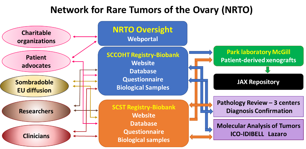 Structure, organization, and inter-relationships of the NRTO