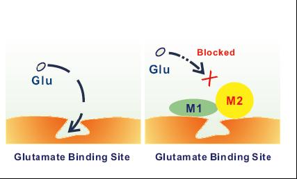 Aptamers M1 and M2 combine to block the glutamate receptor.