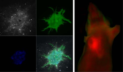 The left panels show 3D images of protease activatable peptides (ACPPs) being taken up into invading mammary adenocarcinoma cells grown in 3D culture (peptide fluorescence in white, counterstain for live cells in green, counterstain for cell nuclei in blue, and overlaid composite at lower right). The right panel shows fluorescence of doxorubicin-loaded nanoparticles (red) used as therapeutic components for ACPPs, accumulating in a xenografted tumor in a mouse. Green denotes autofluorescence.