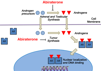 Image of Abiraterone inhibits androgen synthesis in prostate cancer cells