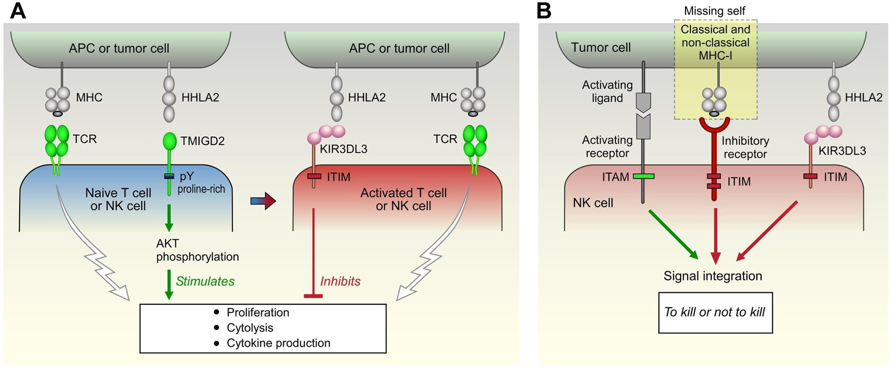 HHLA2 research to bind to an immune stimulatory or inhibitory receptor