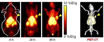 Figure 1. Serial coronal positron emission tomography (PET) images of DU145 prostate cancer xenograft-bearing mice after intravenous injection of a <sup>64</sup>Cu-labeled anti-IGF1R monoclonal antibody. A PET/CT fused image of the mouse at 24 h post-injection is also shown. Arrowheads indicate the DU145 tumor.