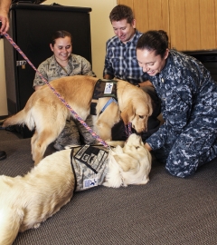 Therapy dogs from the Warrior Canine Connection