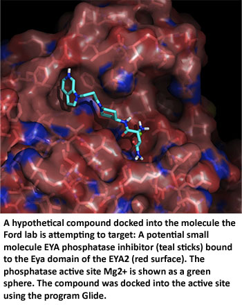 A hypothetical compound docked into the molecule the Ford lab is attempting to target:  A potential small molecule EYA phosphatase inhibitor (teal sticks) bound to the Eya domain of the EYA2 (red surface). The phosphatase active site Mg<sup>2+</sup> is shown as a green sphere. The compound was docked into the active site using the program Glide.