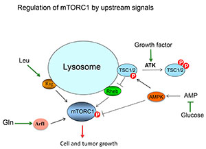 Regulation of mTORC1 by upstream signals