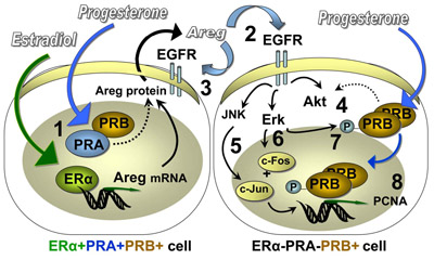 A diagram of convergence of E, P, an EGFR signaling pathways in the normal rat mammary epithelial cells.