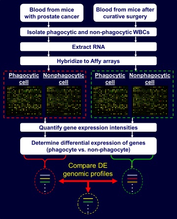 Diagram of assay used to differentiate gene expression profiles of white blood cells that have or have not cleared (via phagocytosis) prostate cancer cells from the circulation.