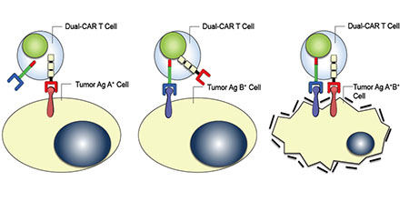 T cells with dual artificial receptors (chimeric antigen receptors, or CARs) are shown attacking other cells.  Only cells with both tumor antigens (A and B) are eliminated.