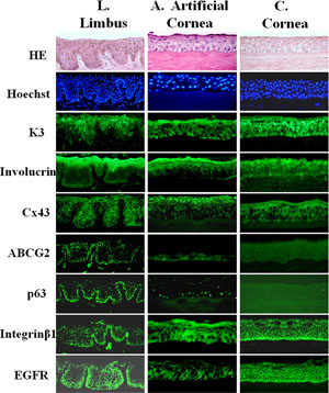Figure 1. Phenotype of artificial corneal epithelium generated on donor stromal disc. Representative images of immunofluorescent staining for corneal epithelial markers (Cx43, K3, involucrin, ABCG2, p63, integrin ÃŸ1 and EGFR) with Hematoxylin-eosin (HE) and Hoechst 33342 nuclear counterstaining on frozen sections of the artificial corneal construct (A), in comparison with those from donor tissues, limbus (L) and cornea (C).
