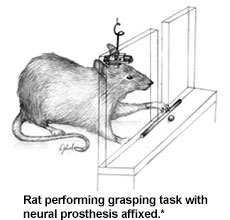 Rat performing grasping task