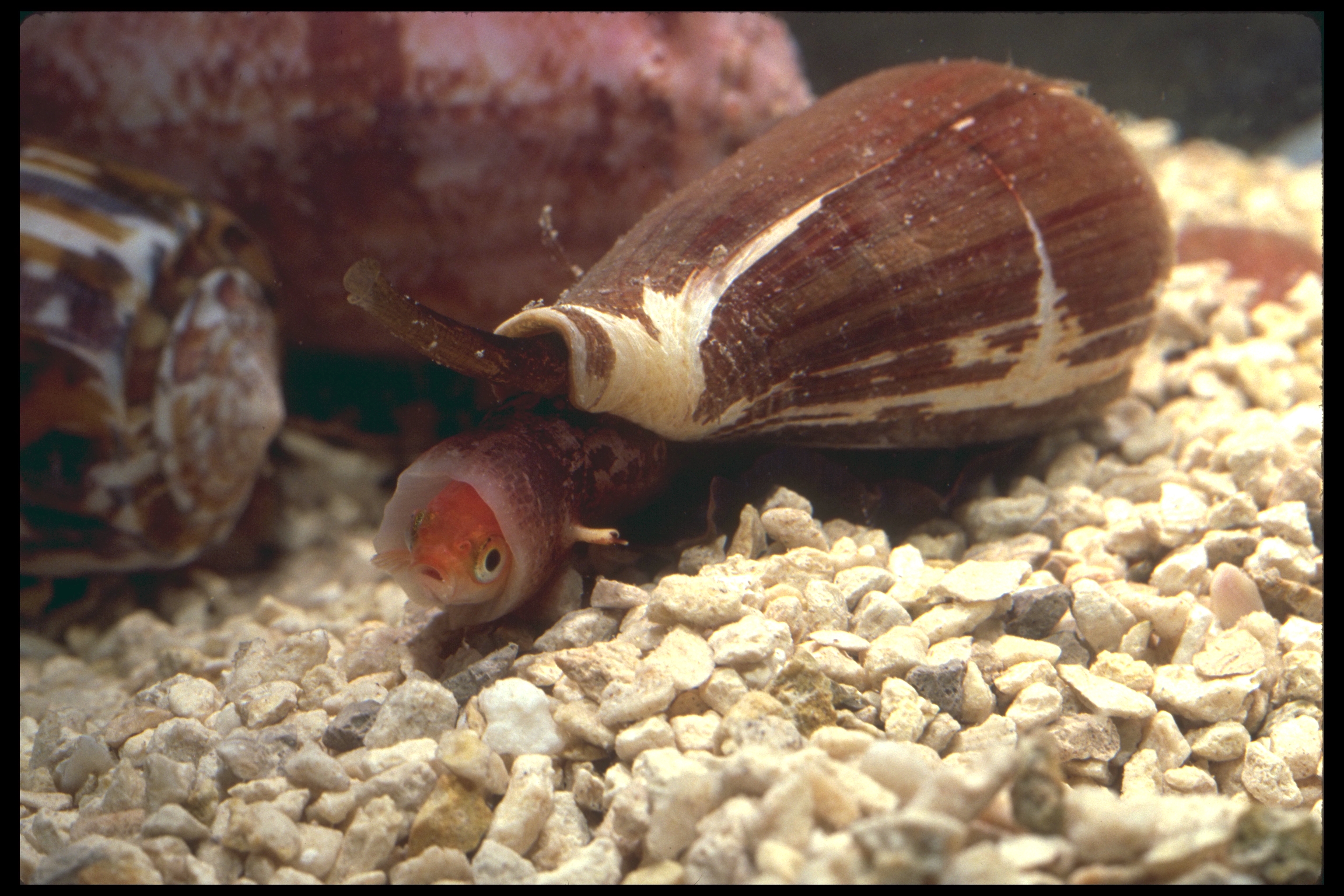 The magician's cone snail, Conus magus.