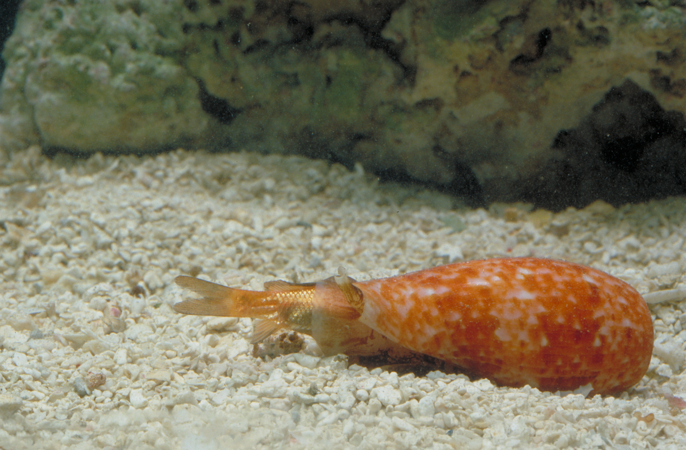  A cone snail capturing its fish prey.