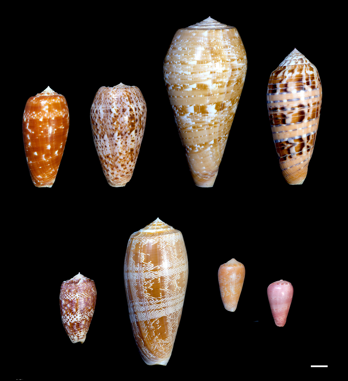  The shells of fish-hunting cone snails.