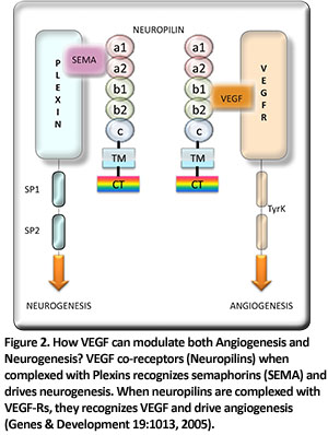 How VEGF can modulate both Angiogenesis and Neurogenesis?
VEGF co-receptors (Neuropilins) when complexed with Plexins recognizes
semaphorins (SEMA) and drives neurogenesis. When neuropilins are complexed
with VEGF-Rs, they recognizes VEGF and drive angiogenesis (Genes
& Development 19:1013, 2005).