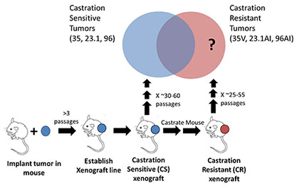 Figure Legend:  Approach to identify genes involved in castration resistance.  Immuno-compromised mice are seeded with human prostate cancer tumors.  Tumors grow and are serially passaged in mice, and are defined as a xenograft line after 3 sequential passages in mice.  A subset of these mice is castrated, reducing androgen levels in the mouse and therefore causing the (Castration Sensitive, CS) tumor to regress.  After a period of time, an androgen insensitive tumor grows, and after more than three passages in a castrated mouse, the xenograft is called Castration Resistant (CR). We sequenced the exomes of both CR xenografts as well as their CS counterparts to identify genes with mutations unique to CR tumors.