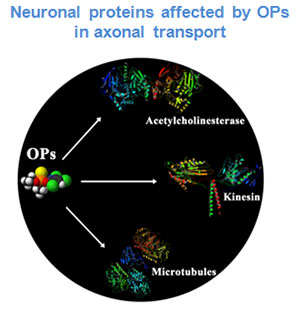 Neuronal proteins affected by OPs in axonal transport