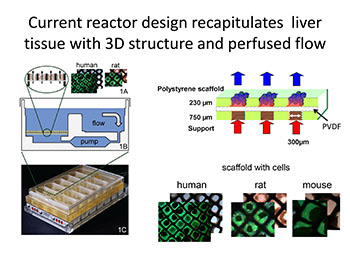 Current reactor design recapitulates  liver tissue with 3D structure and perfused flow