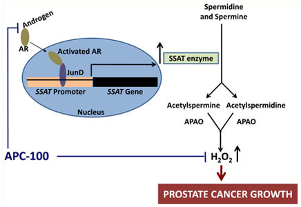Schematic diagram showing a possible mechanism of androgen-induced increase in cellular ROS production in prostate cancer cells through the AR-JunD complex and inhibition of this pathway by anti-androgenic anti-oxidant APC-100.