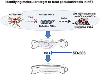 Identifying molecular target to treat pseudarthrosis in NF1